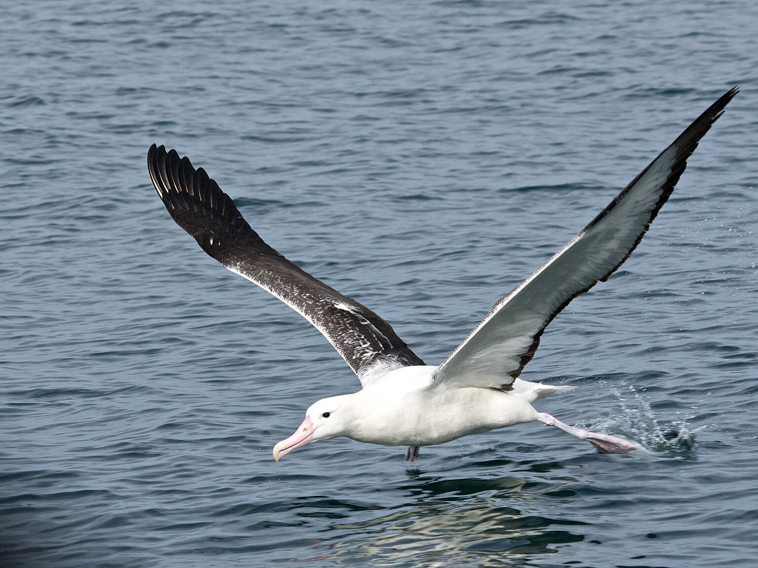 A royal albatross gliding with its wings fully spread