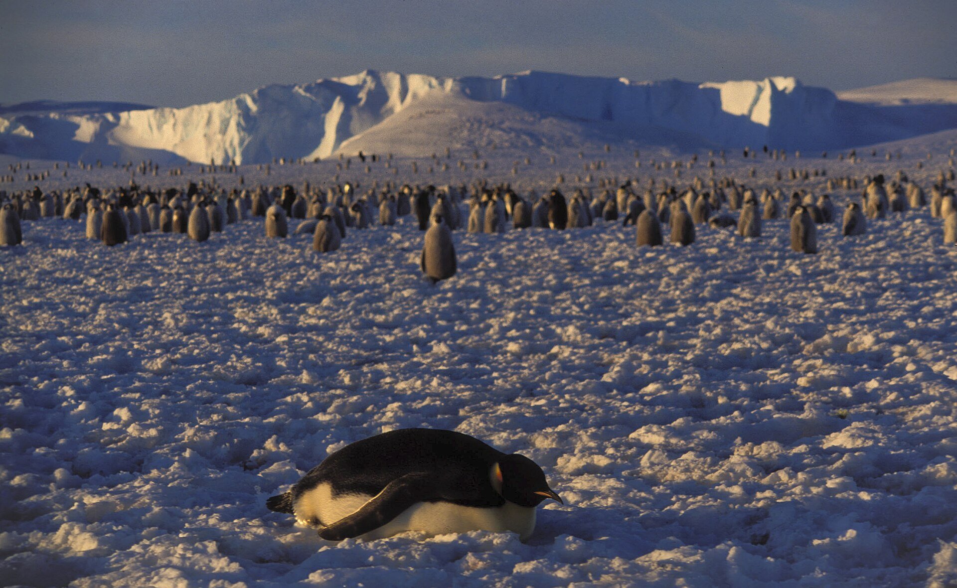Life in the Freezer took him to Antarctica, where blizzards 