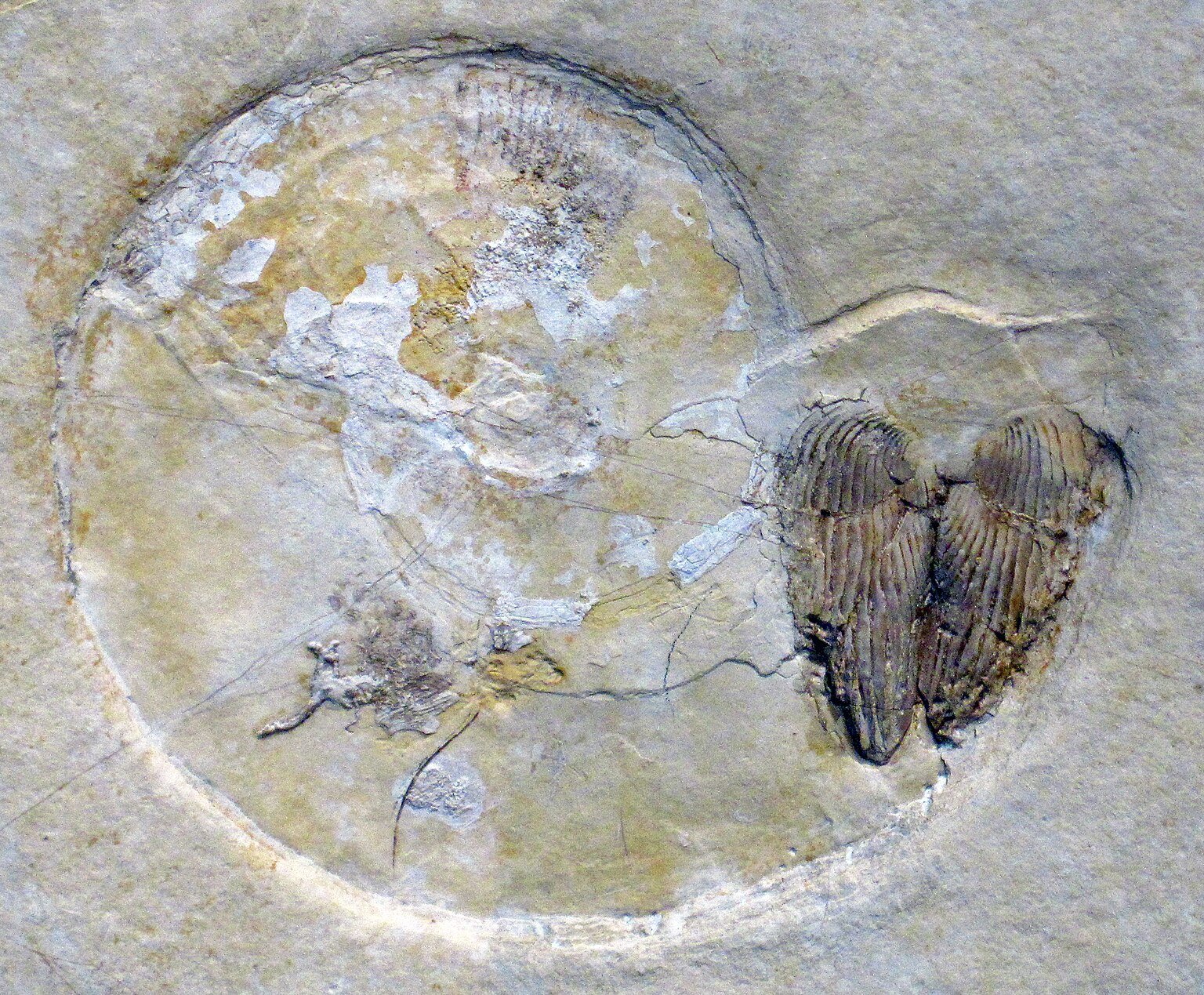 This is a real fossil found in limestone — exactly the kind 