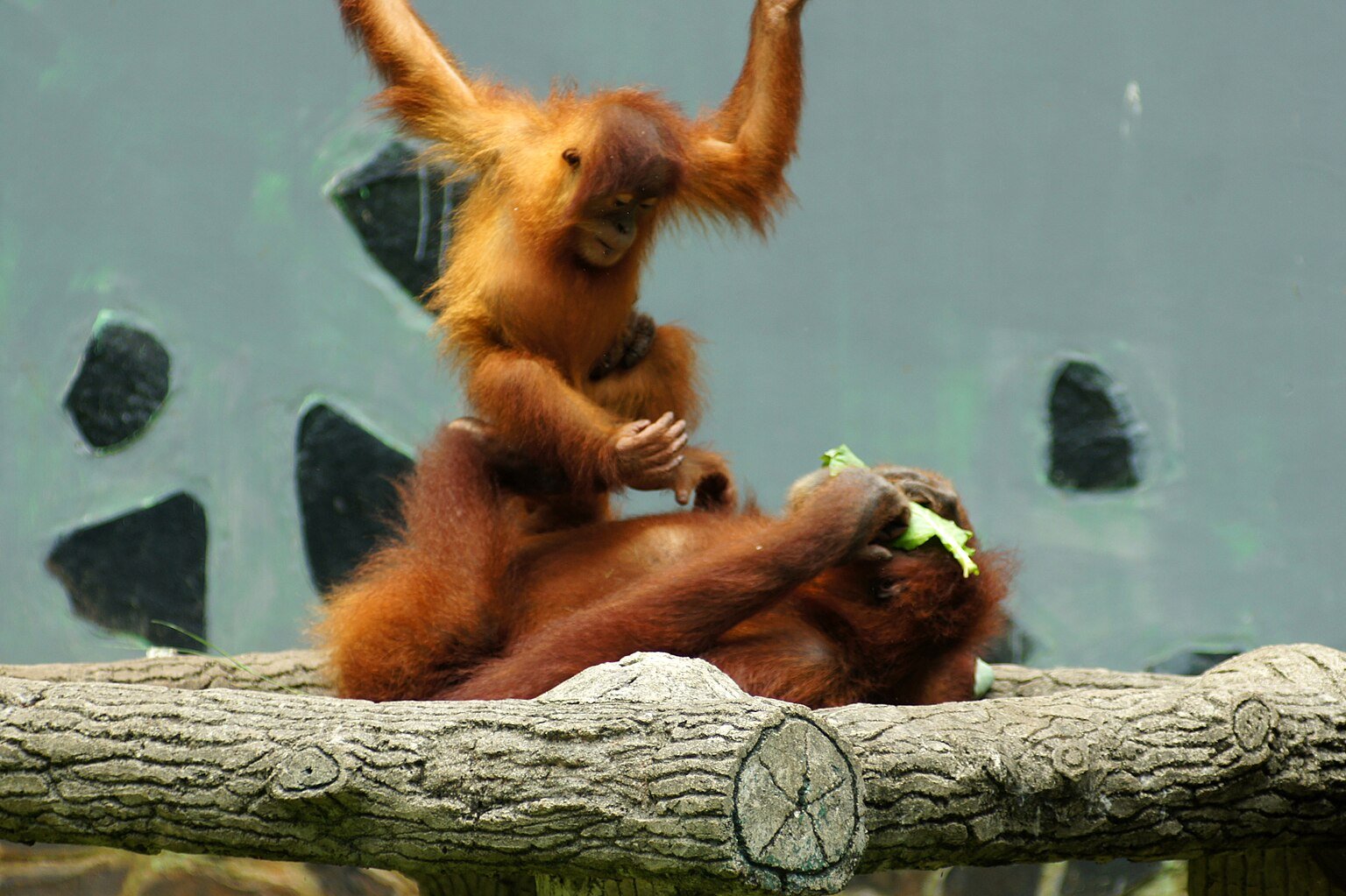 An orangutan mother with her baby in a rainforest tree
